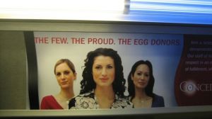 egg donor3